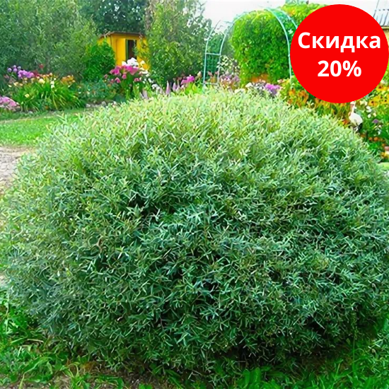 Image title