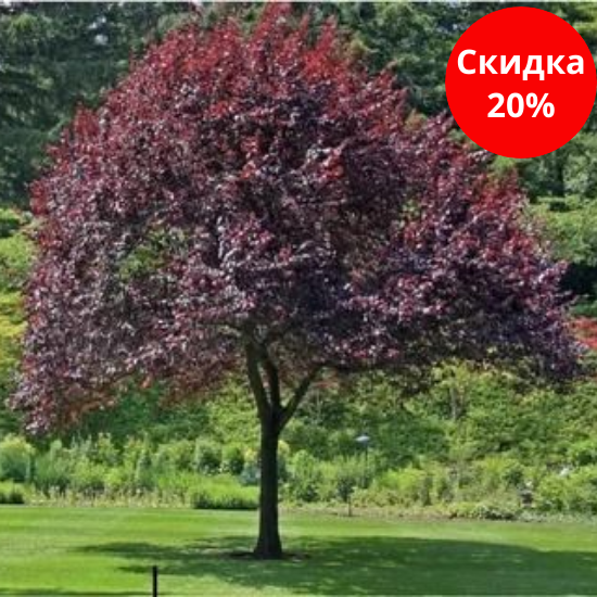 Image title