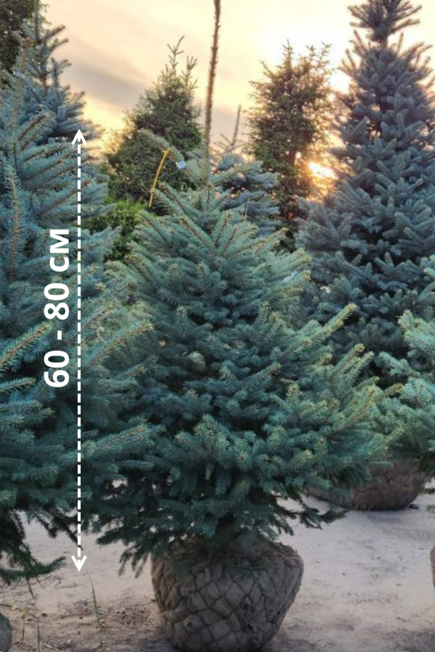 Портрет человека