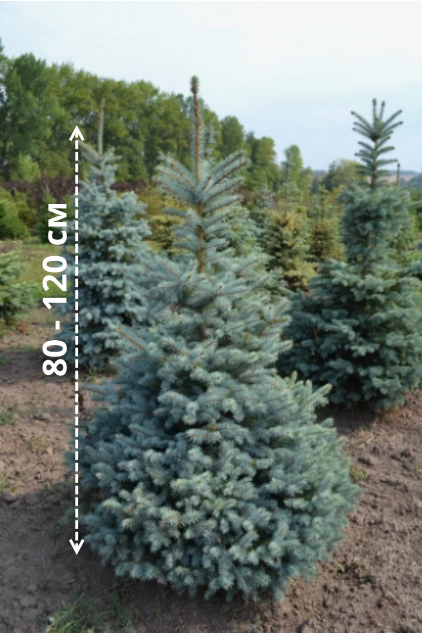 Портрет человека