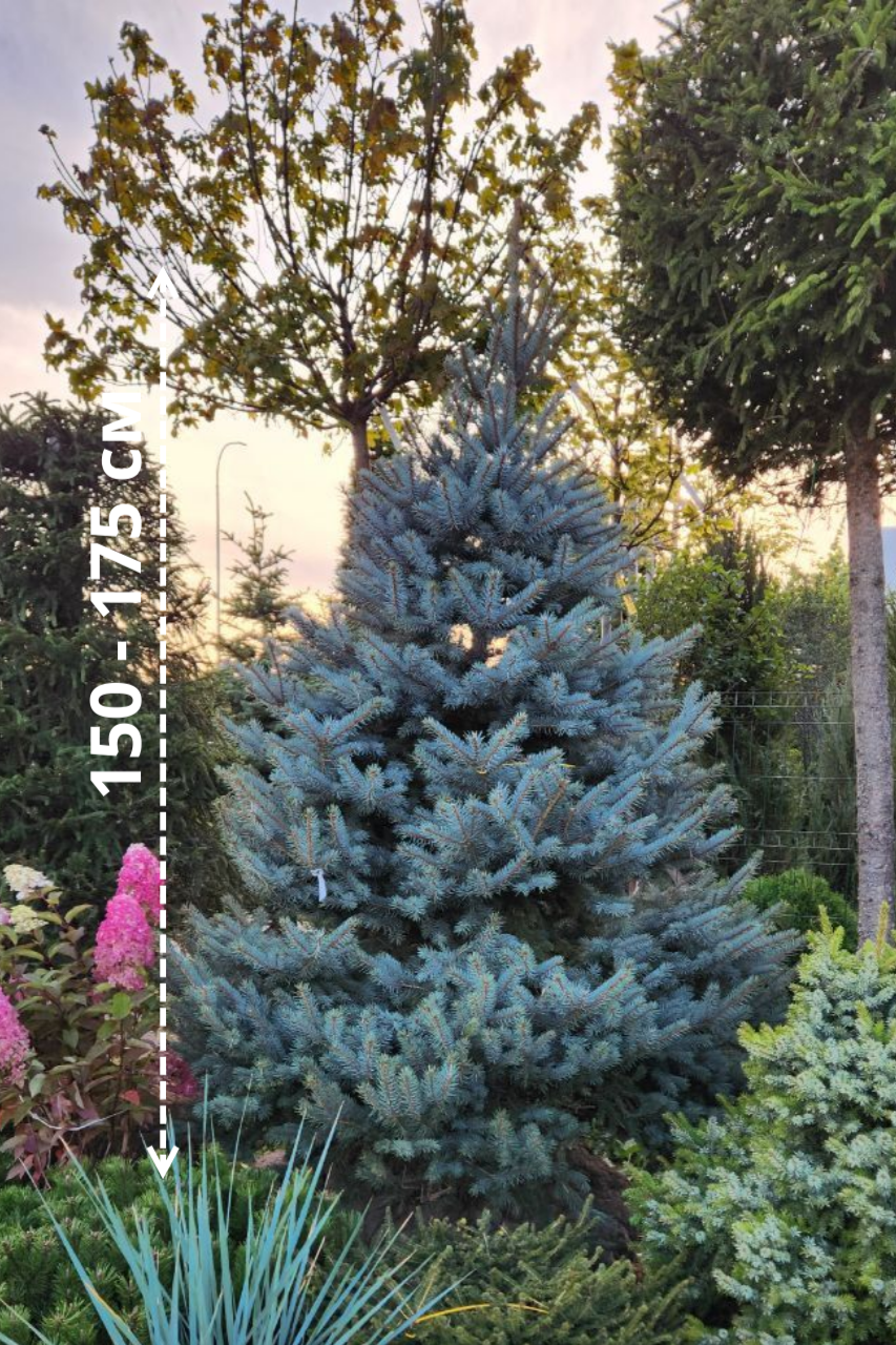 Портрет человека