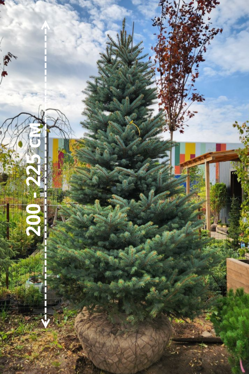 Портрет человека