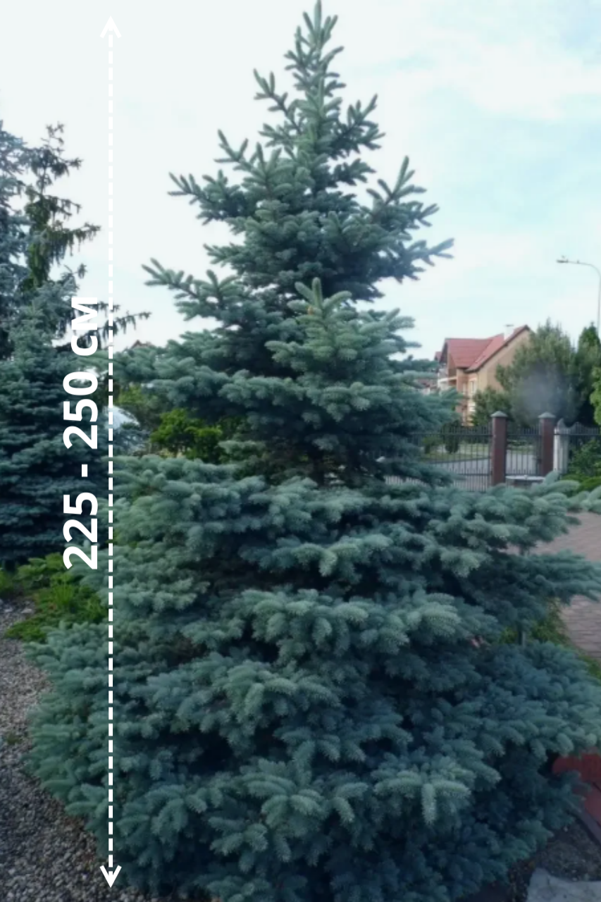 Портрет человека