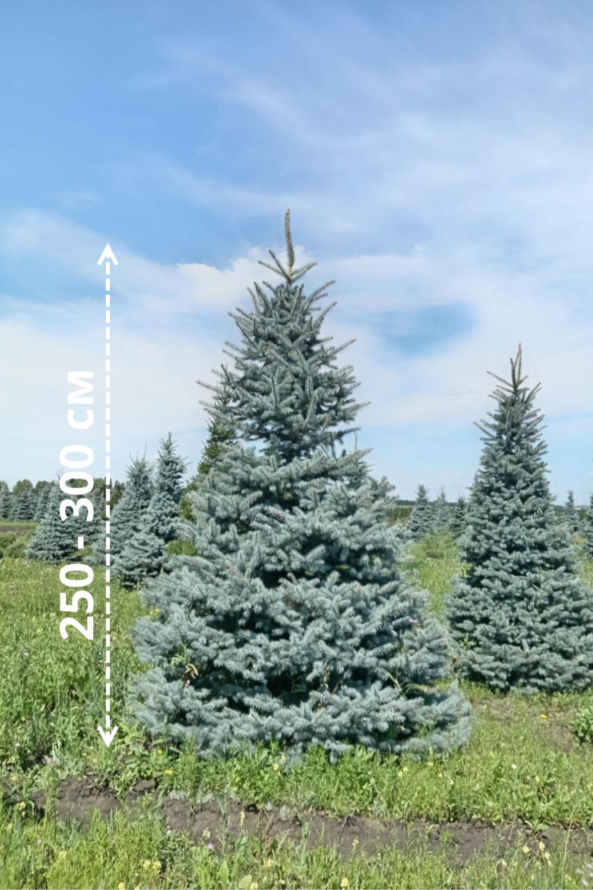 Портрет человека