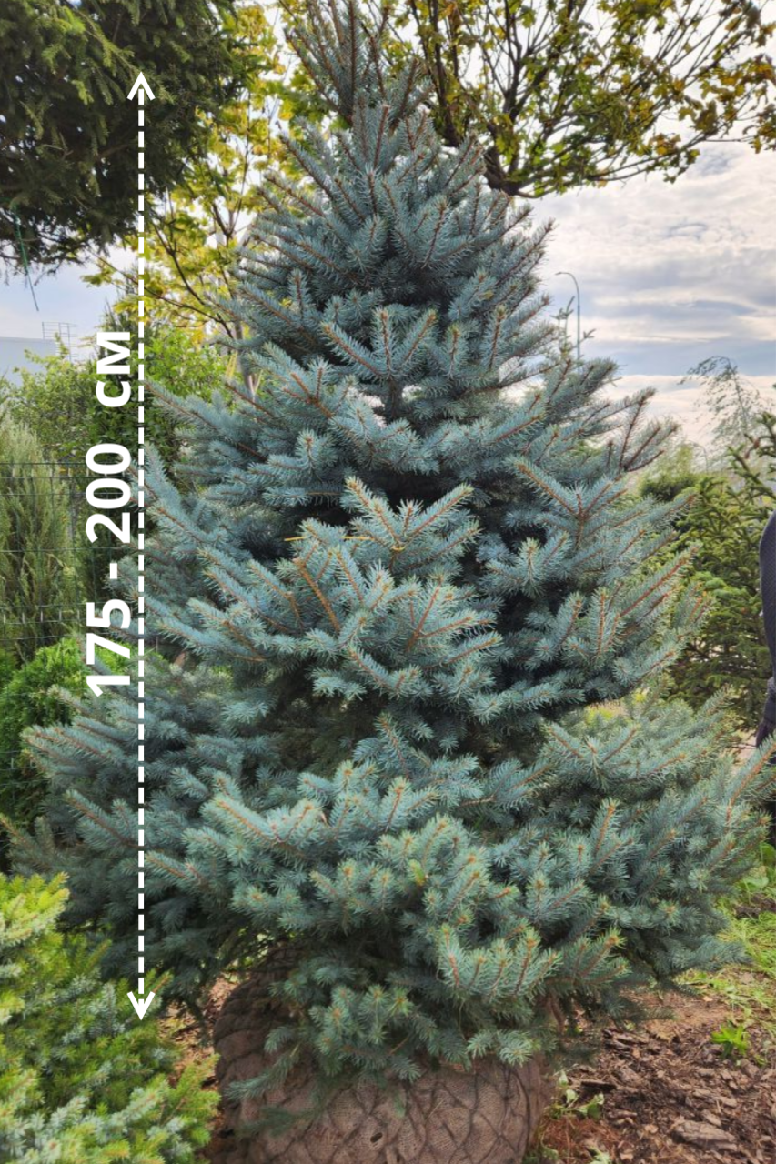 Портрет человека