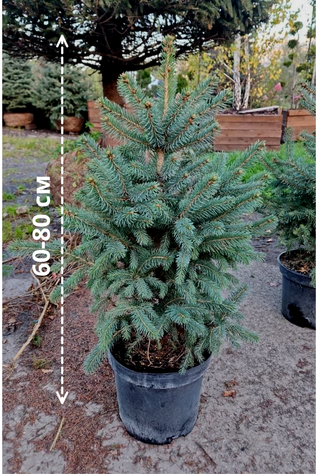 Портрет человека