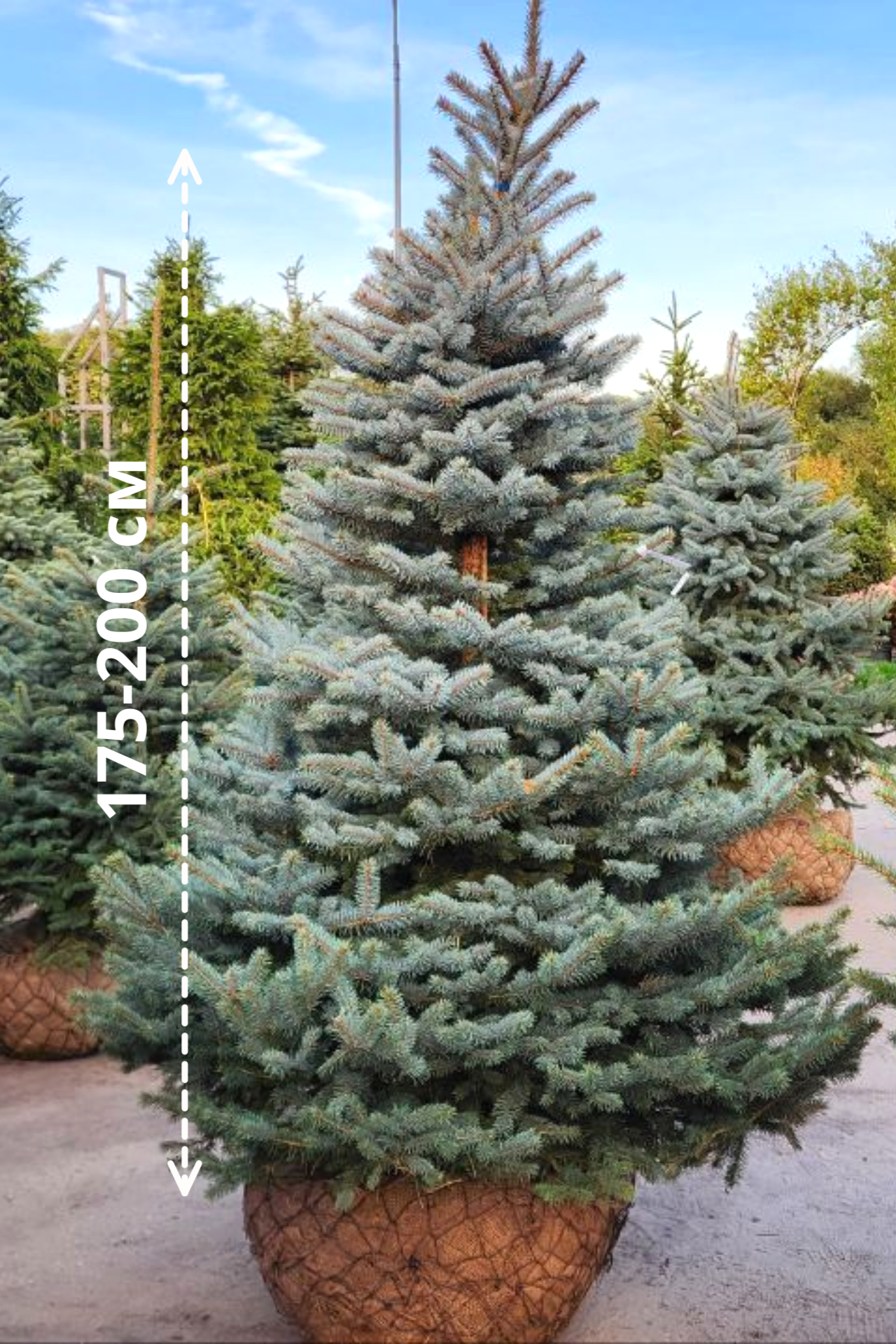 Портрет человека