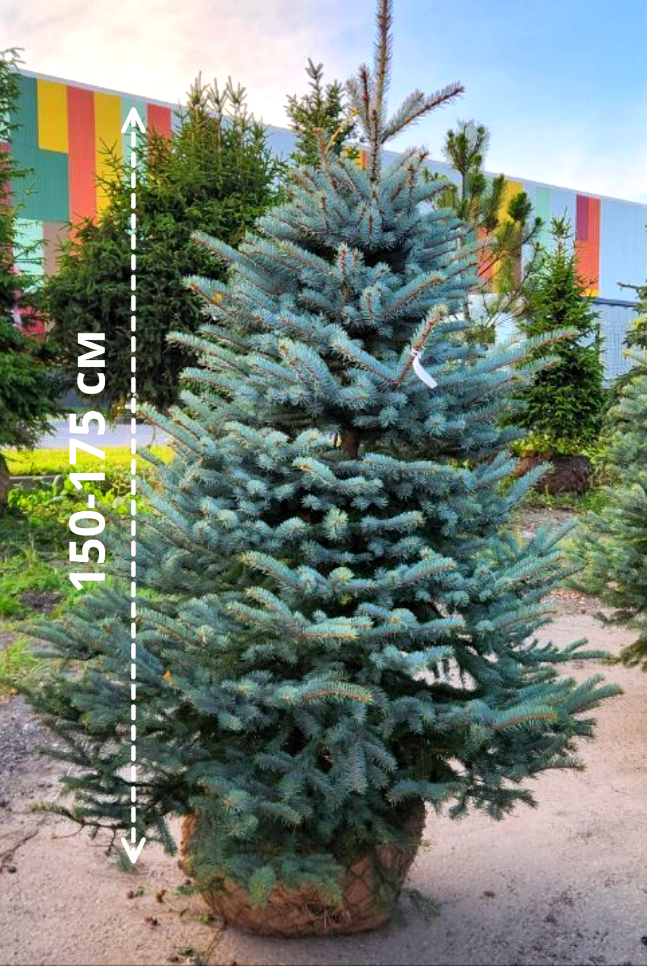 Портрет человека