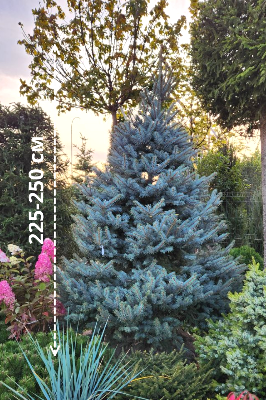 Портрет человека