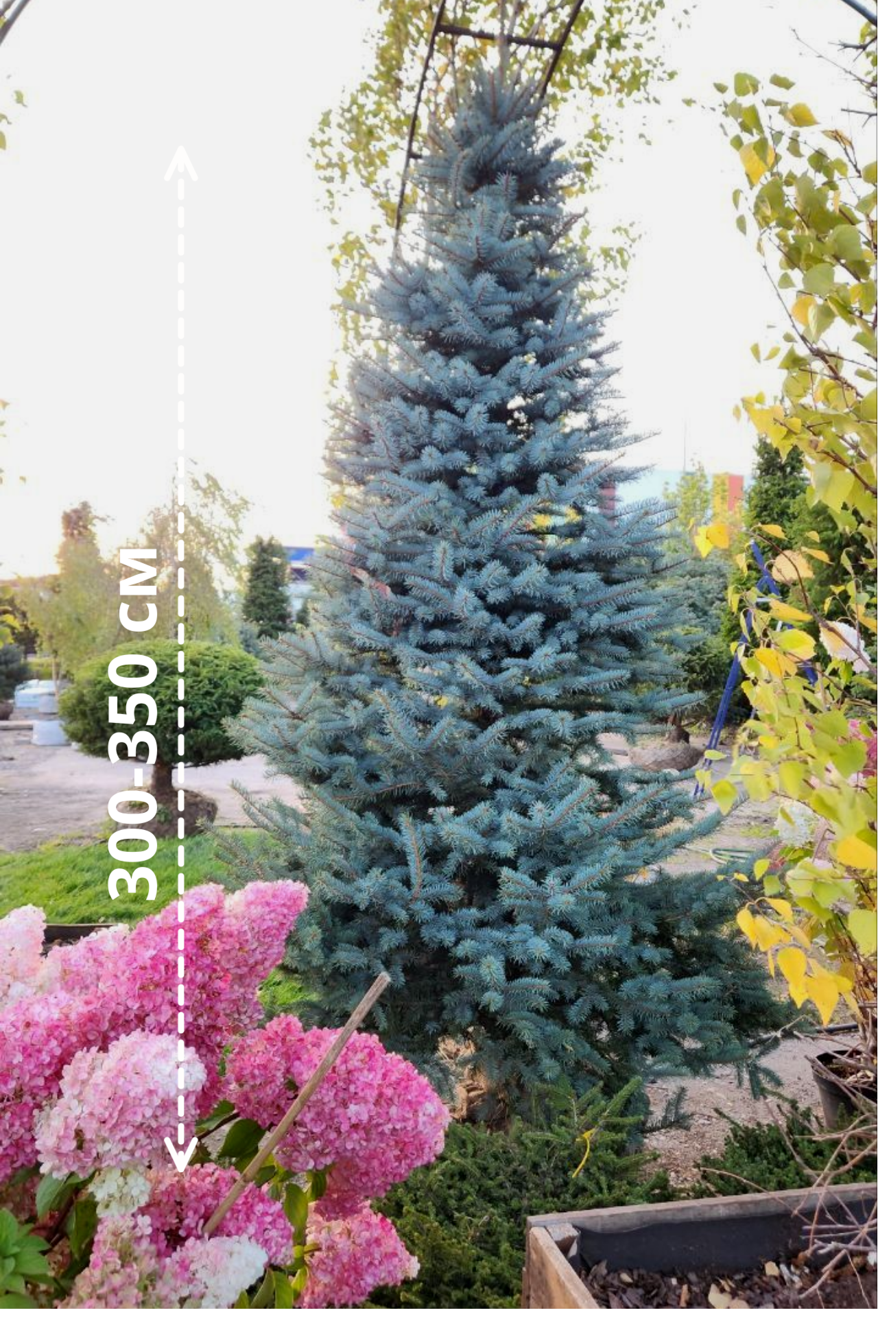 Портрет человека