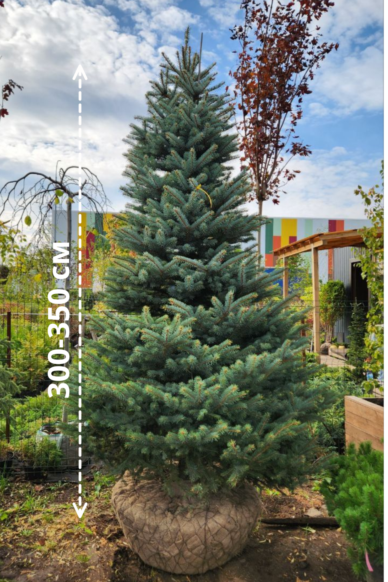 Портрет человека